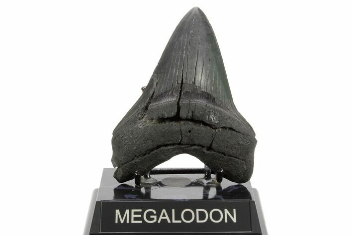 Serrated, Fossil Megalodon Tooth - South Carolina #374698